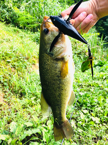 ラージマウスバスの釣果