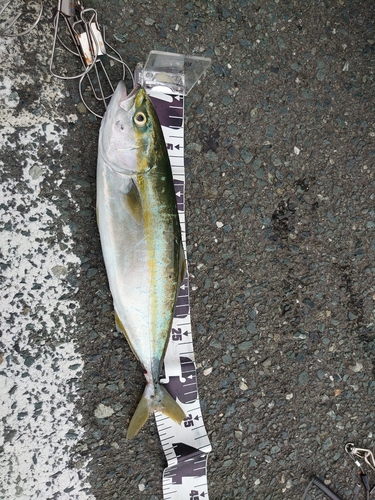 ワカシの釣果