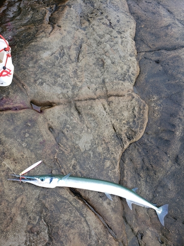 ダツの釣果