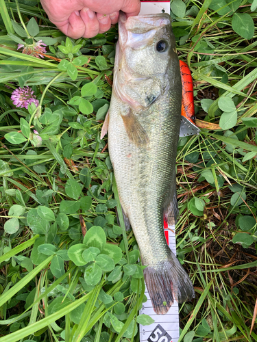 ブラックバスの釣果