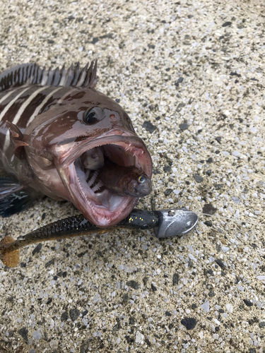 マハタの釣果