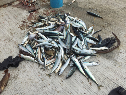 サバの釣果