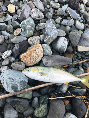 ワカシの釣果