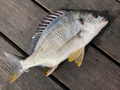 キチヌの釣果