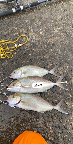 ショゴの釣果