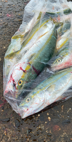 ツバスの釣果