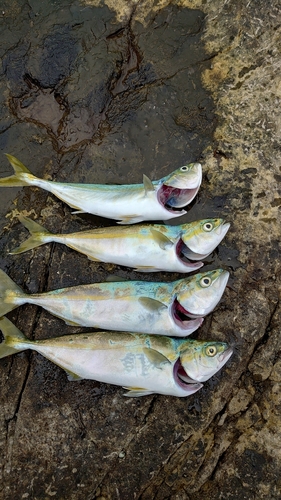 ワカシの釣果