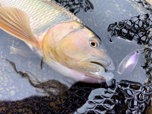 ハスの釣果