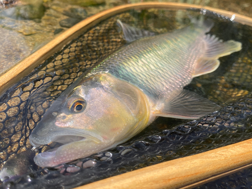 ハスの釣果