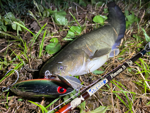 マナマズの釣果