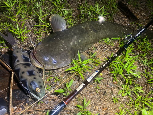 マナマズの釣果