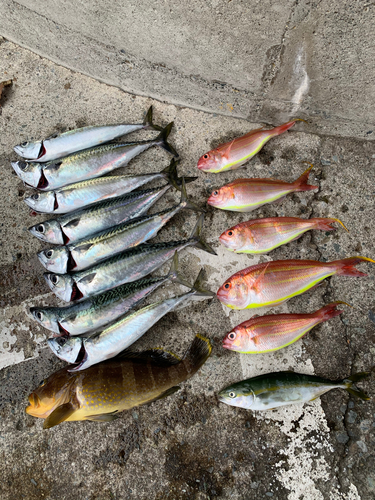 サバの釣果