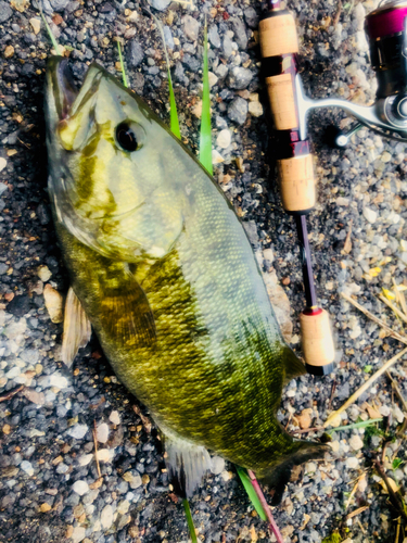 スモールマウスバスの釣果