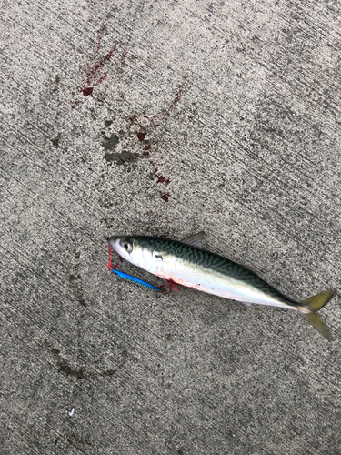 サバの釣果