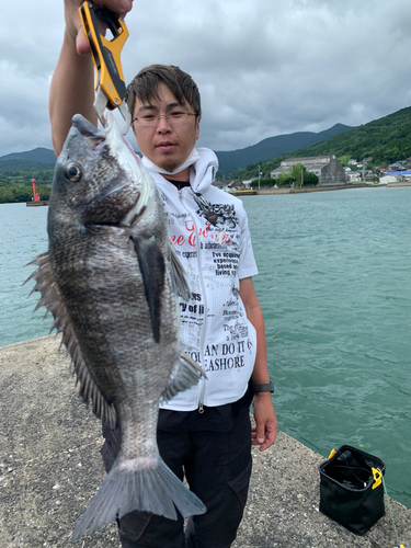 チヌの釣果