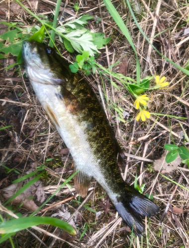 スモールマウスバスの釣果