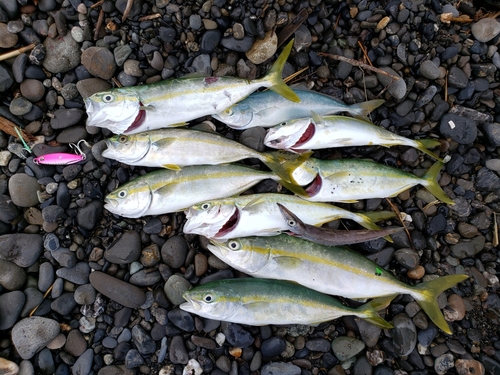 ワカシの釣果