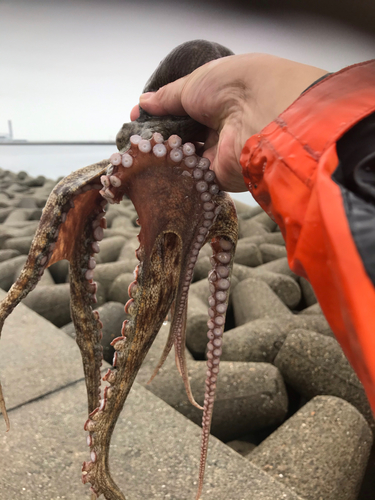 マダコの釣果