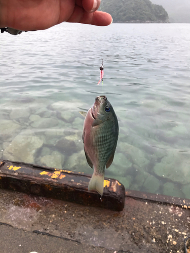 グレの釣果