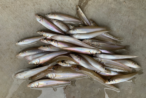 キスの釣果