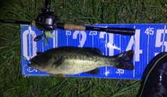 ブラックバスの釣果