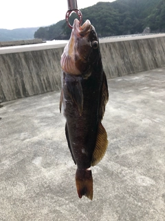 アイナメの釣果