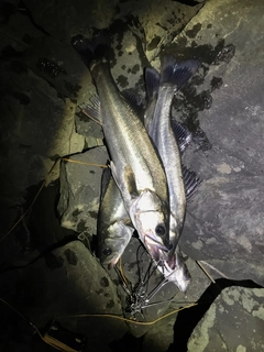 シーバスの釣果