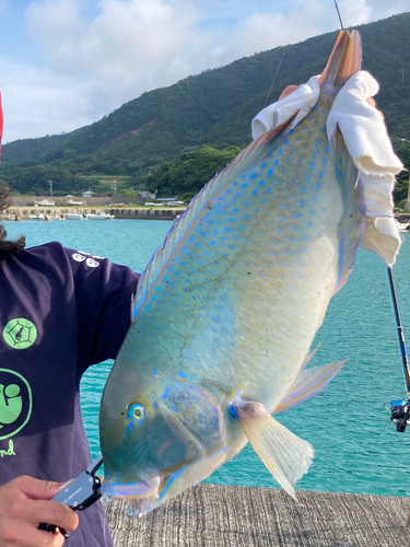 マクブの釣果