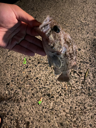 クロソイの釣果