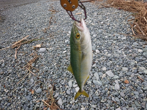 ワカシの釣果