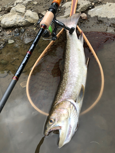 アメマスの釣果