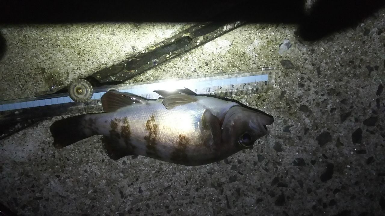 メバル