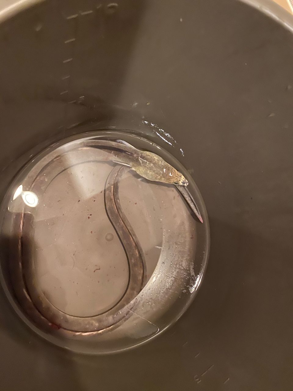 ホタテウミヘビ