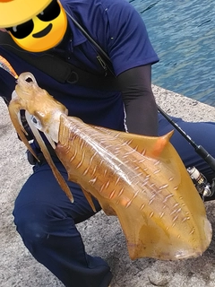 アオリイカの釣果