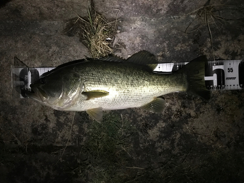 ブラックバスの釣果