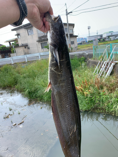 ナマズの釣果