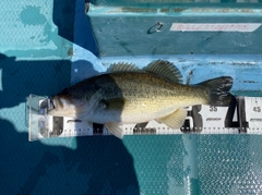 ブラックバスの釣果