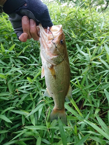 ブラックバスの釣果