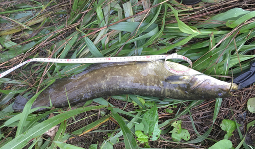 ナマズの釣果