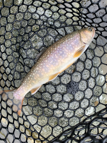 イワナの釣果