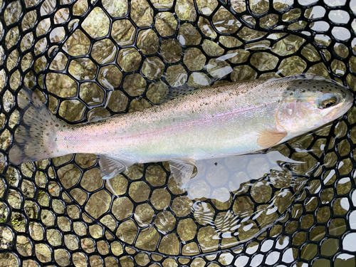 ニジマスの釣果