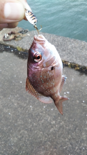 タイの釣果