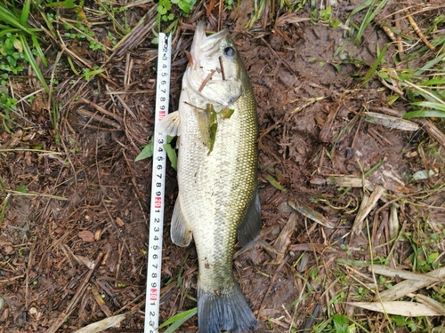 ブラックバスの釣果