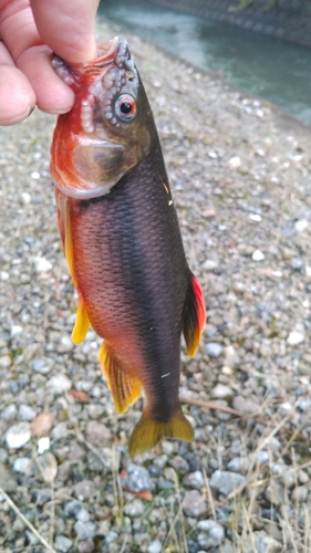 カワムツの釣果