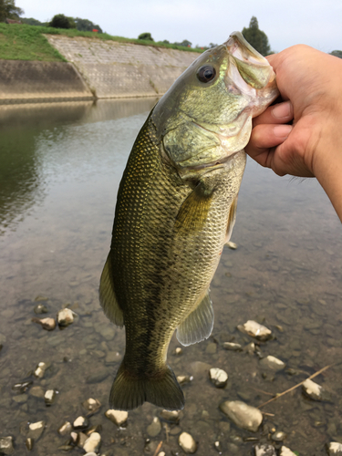 釣果