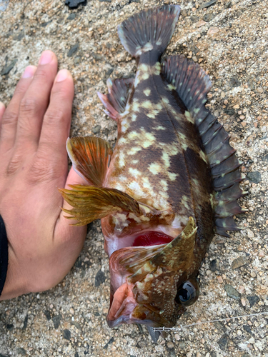 カサゴの釣果