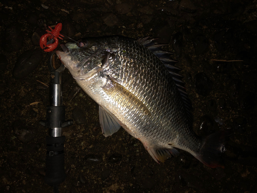 キビレの釣果