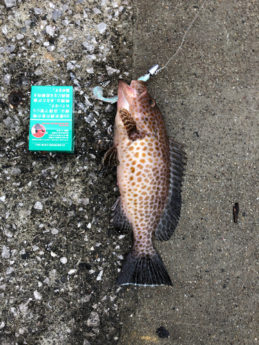 オオモンハタの釣果