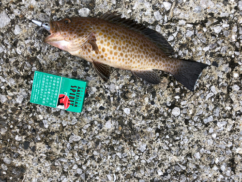 オオモンハタの釣果