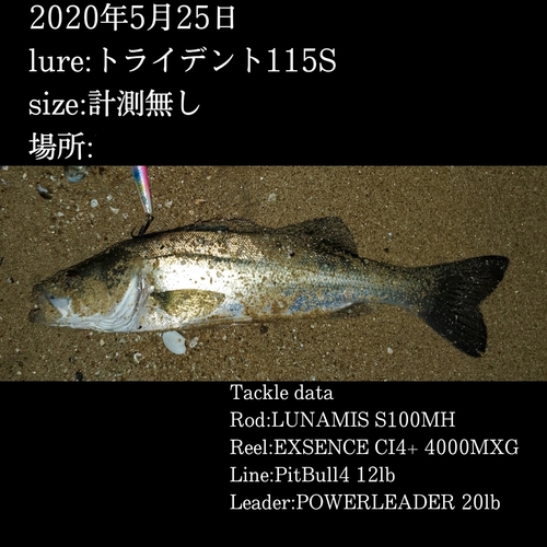 シーバスの釣果